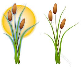 Isolated Cattails Clip Art