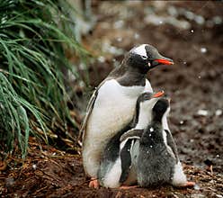 Gentoo Penguins, South Georgia