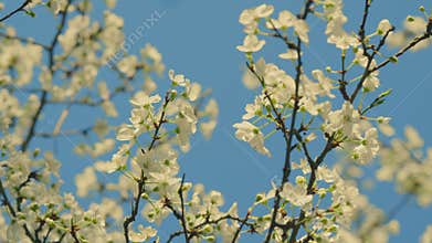 Flowers In Bloom. Beautiful Gorgeous Cherry Tree. Flowering Tree In Forest.