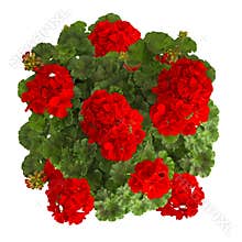 Red geranium flower isolated on white