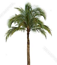 Palm tree on white background
