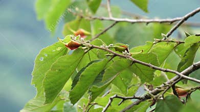 Helicteres isora (Indian screw tree, Idampiri valampiri, kayu ules, Samunpra pai ka bid, Modi modika, ulet ulet)