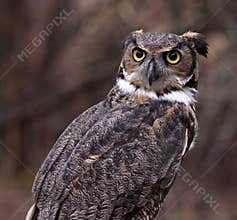 Concerned Great Horned Owl