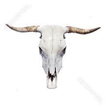 Bull skull