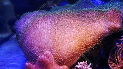 leather coral macro, capitulum head move tentacle, hardy species mariculture, popular pet absorb dissolved organic matter in blue