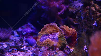 Lobophyllia LPS lobed brain coral, fluorescent animal polyp open in strong flow, demanding pet for experienced aquarist, LED