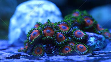 orange zoanthus colony grow on frag plug, fluorescent soft coral polyp move in flow, nano reef marine live rock aquarium, popular