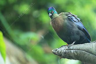 Purple-crested turaco