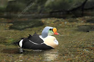 King eider