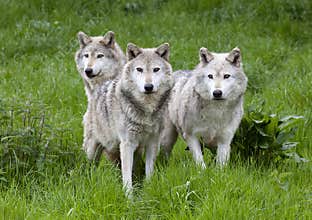 Pack Three of European Grey Wolves