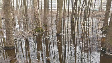 the reflection of trees on the water in the pool in park, trees trunks in water