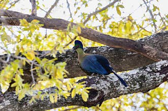 A Southern Purple-crested Turaco, Gallirex porphyreolophus, ssp. porphyreolophus, on a tree branch in South Africa