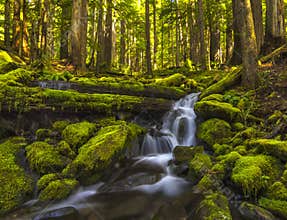 Moss Covered Rocks and Stream in Washington State.