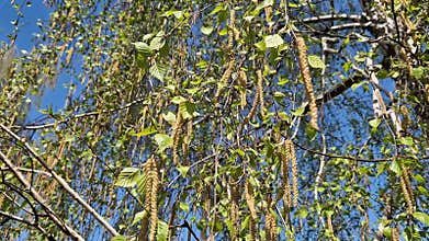 Spring birch catkins close-up. Natural background