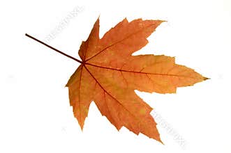 Red Leaf Maple