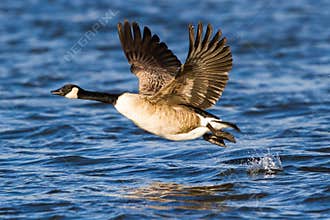 Canada Goose
