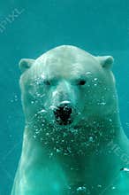Underwater polar bear