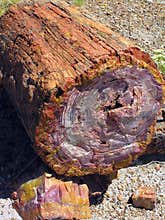 Petrified Wood at Petrified Forest National Park, Arizona, USA
