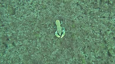 Endangered Pricleback Crayfish