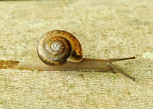 Snail