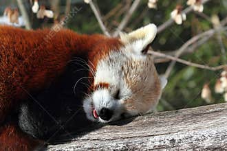 Red Panda (Ailurus fulgens)