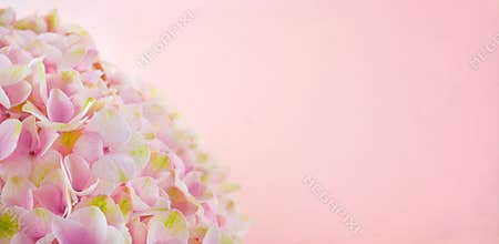 Pink hydrangea flowers with copy space