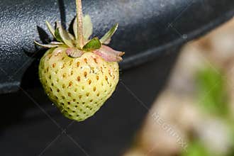 One Unripe Strawberry Still on the Plant