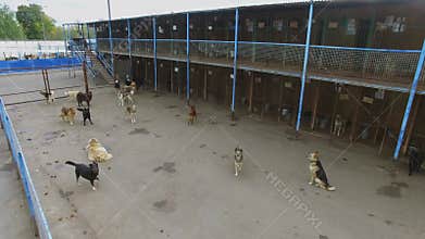 Animal shelter with many stray dogs at autumn day.