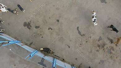 Several stray dogs walk in asylum at autumn day.