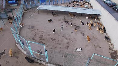 Lot of stray dogs run to escape through hole in