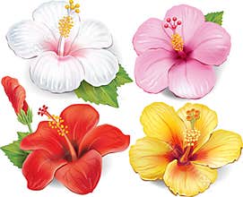 Set of Hibiscus