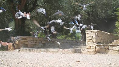 Pigeons walk in the park, sharply scatter in