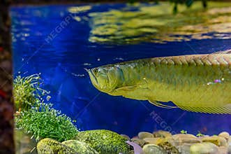Silver arowana in black background Osteoglossum bicirrhosum. South American freshwater bony fish of the family