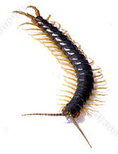 Centipede Insect Bug Pest