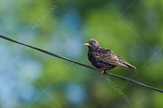 Common Starling Resting on a Suspended Wire in Spring