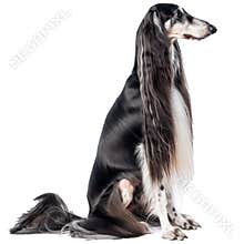 Elegant saluki dog on transparent background