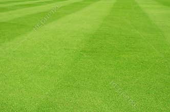 Grass