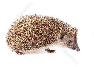 Hedgehog
