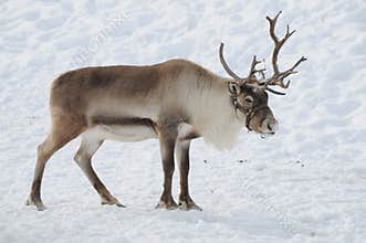 Reindeer