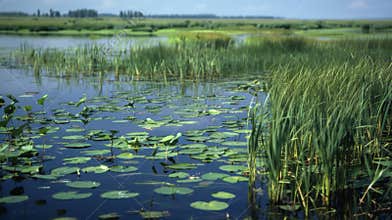 A vast expanse of wetlands with cattails and lily pads attracting a variety of waterfowl amphibians and reptiles