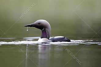 Black-throated diver, Gavia arctica