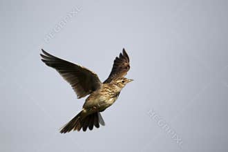 Skylark, Alauda arvensis