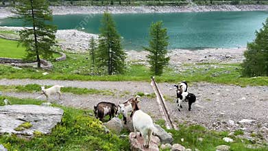 A group of goat near Neves Lake in the italian alps, Alto Adige