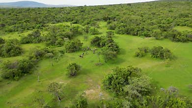 herds of wildebeest are running in the savannah. Blue wildebeest or white-bearded gnu Connochaetes taurinus in the