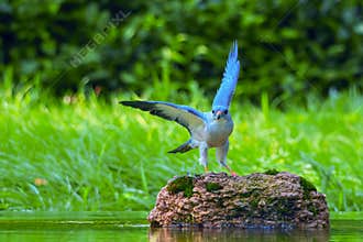 The red-bellied eagle (Accipitersoloensis) is also known as the kite, the red-nosed harrier, and the pigeon hawk.