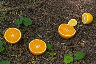 Oranges and Lemons Cut in Half and Thrown on the Ground