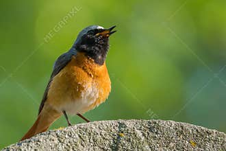 Common Redstart Standing on an Old Rock in the Morning