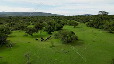 herds of wildebeest are running in the savannah. Blue wildebeest or white-bearded gnu Connochaetes taurinus in the