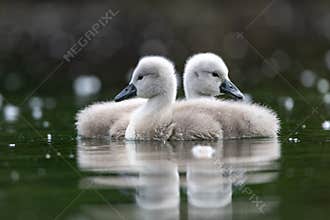 Swans baby on the lake