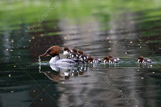 Common merganser one day old ducklings are walking around on their mother's back
